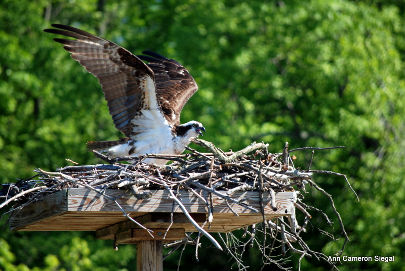OSPREY AND EAGLES