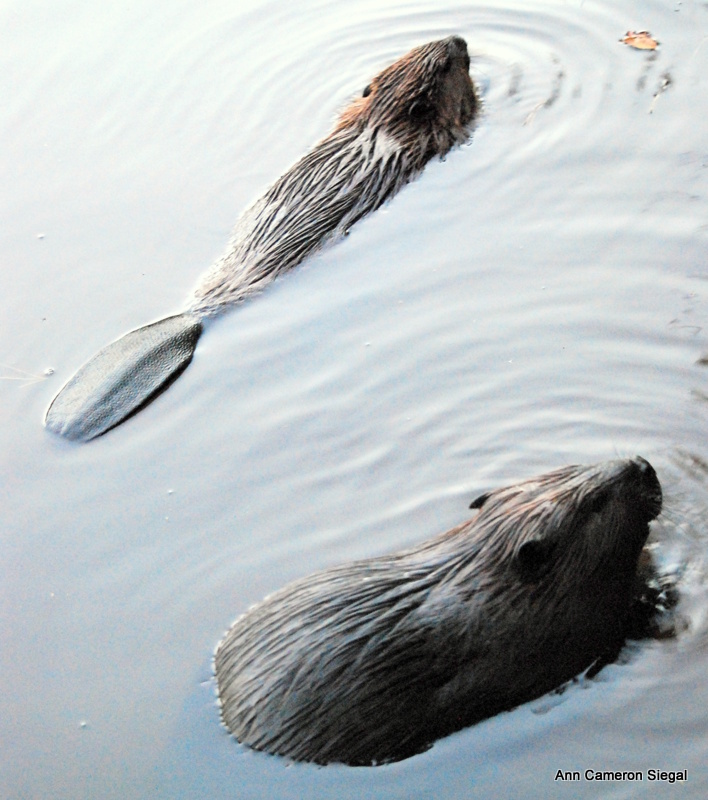 BEAVERS OF NEW YORK