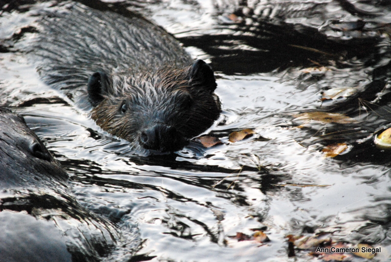 BEAVERS OF NEW YORK