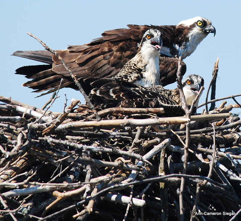 OSPREY AND EAGLES