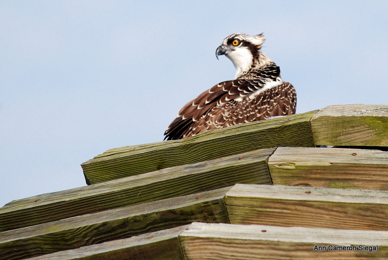 OSPREY AND EAGLES