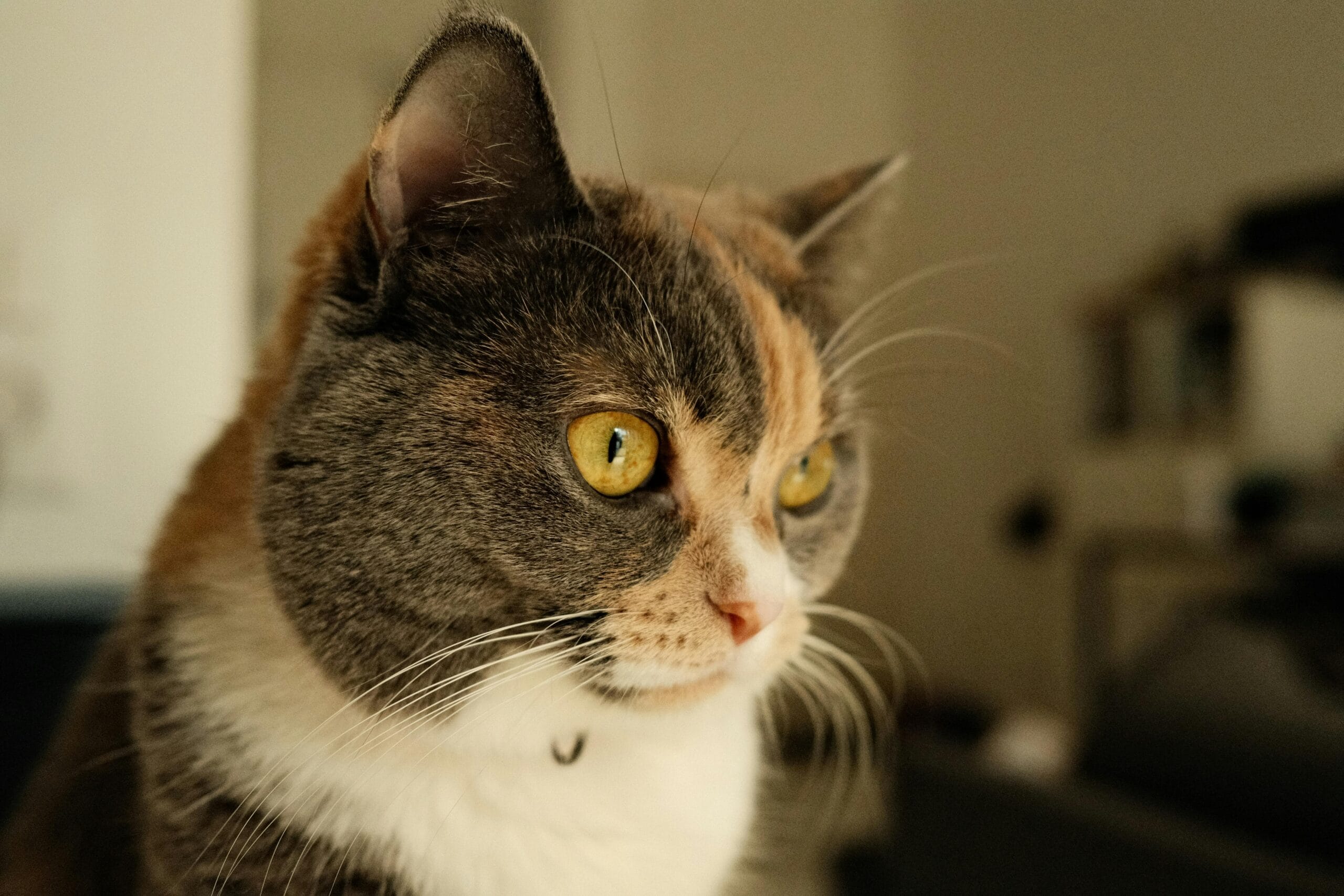 Can Cats Eat Scrambled Eggs 2025