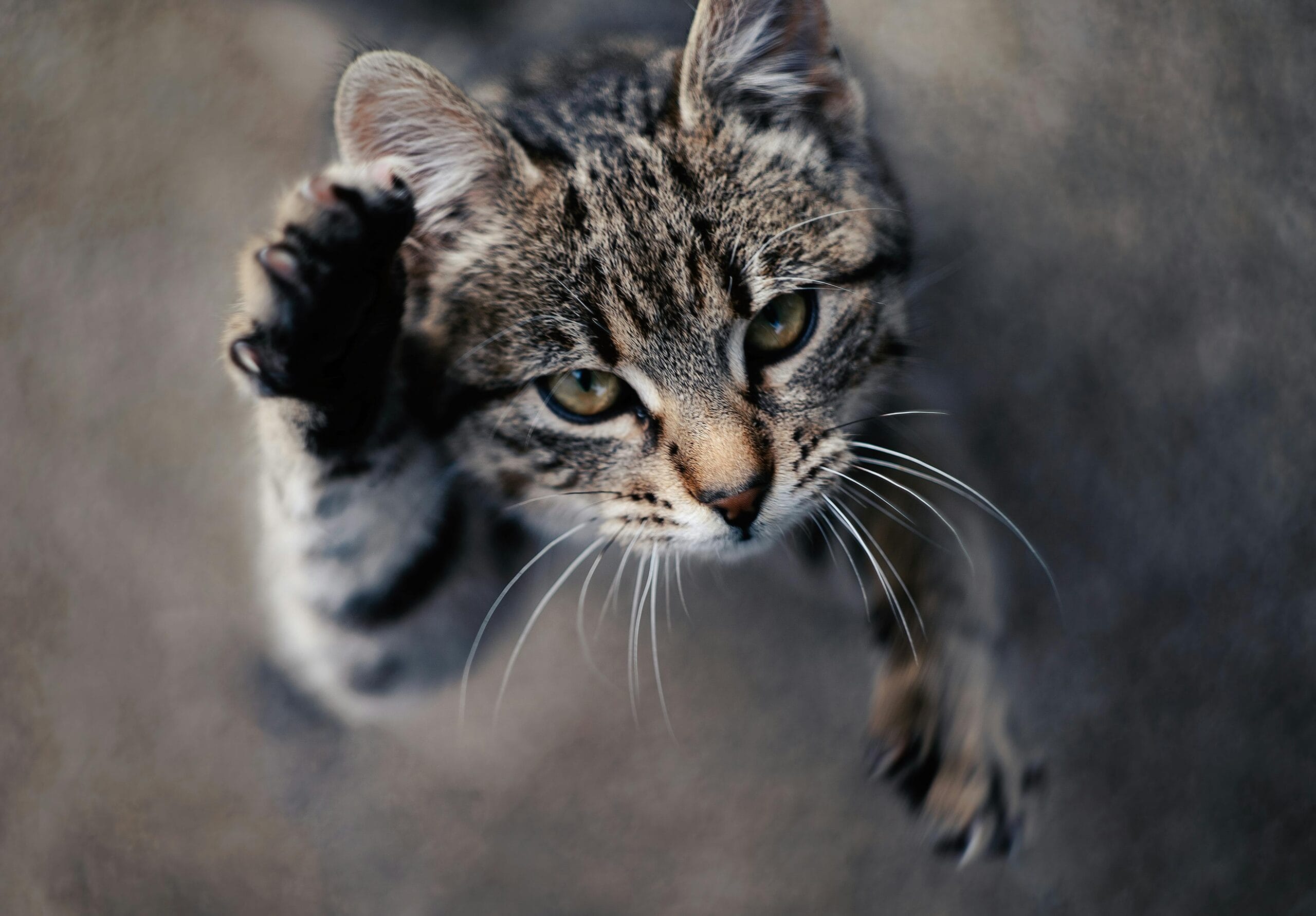 Can Cats Eat Fries 2025