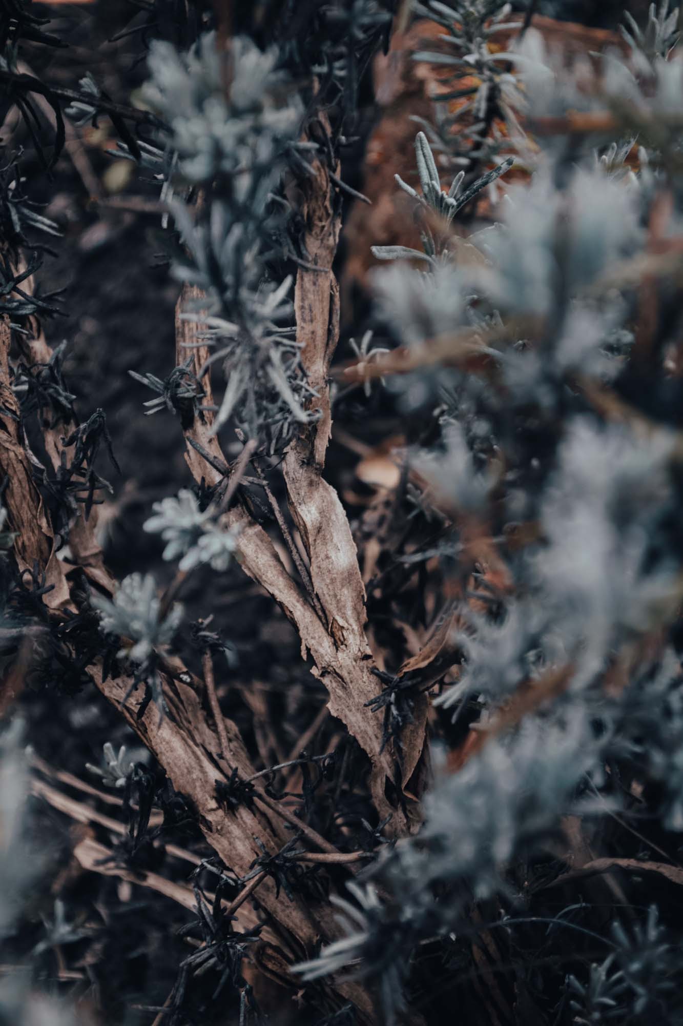 Drowsy Lavender bush The Moon and Arrows
