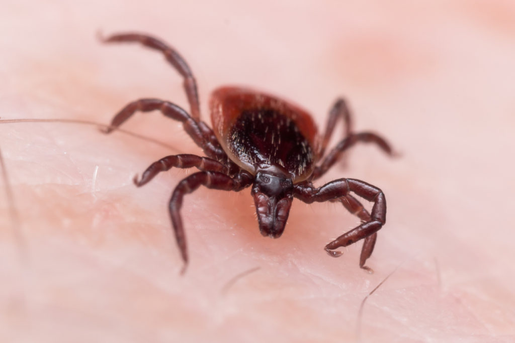 Ticks and What You Should Know Even in Winter Months