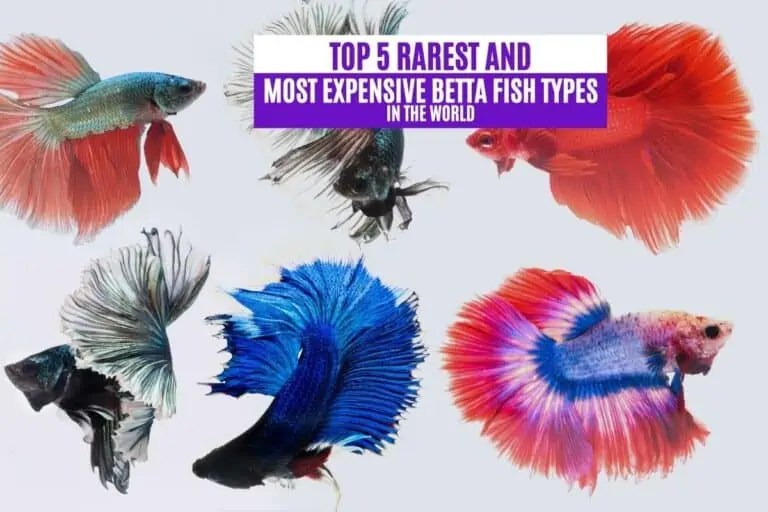 Top 5 Rarest and Most Expensive Betta Fish Types in the World