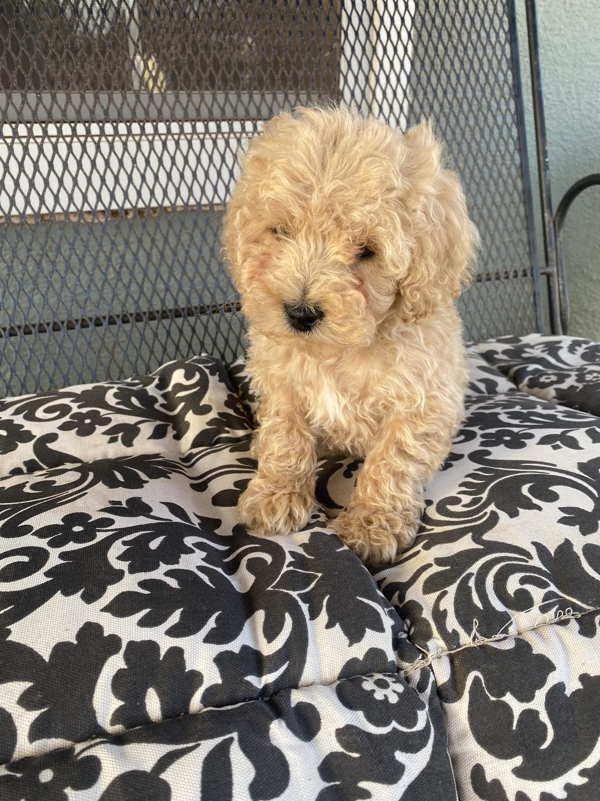 The Moyen Poodle Premium Moyen Poodle Puppy Breeder in Texas!