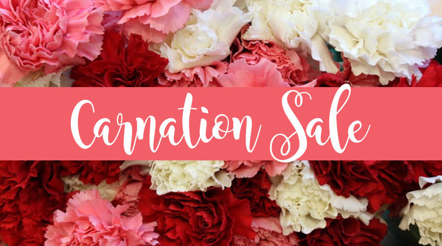 Carnation Sale The Museum School of Avondale Estates