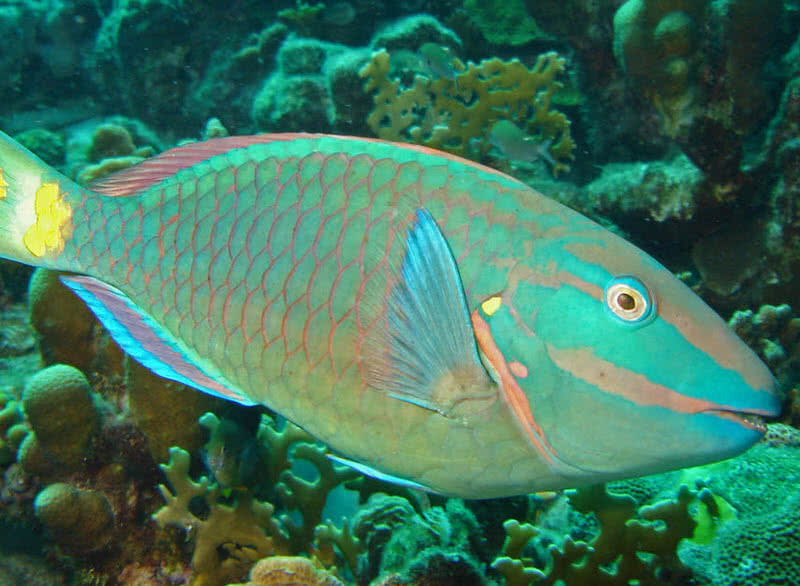 Top 10 Most Incredibly Colorful Ocean Creatures The Mysterious World