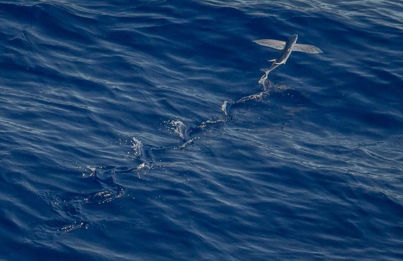 Top 10 Fastest Animals in Water The Mysterious World