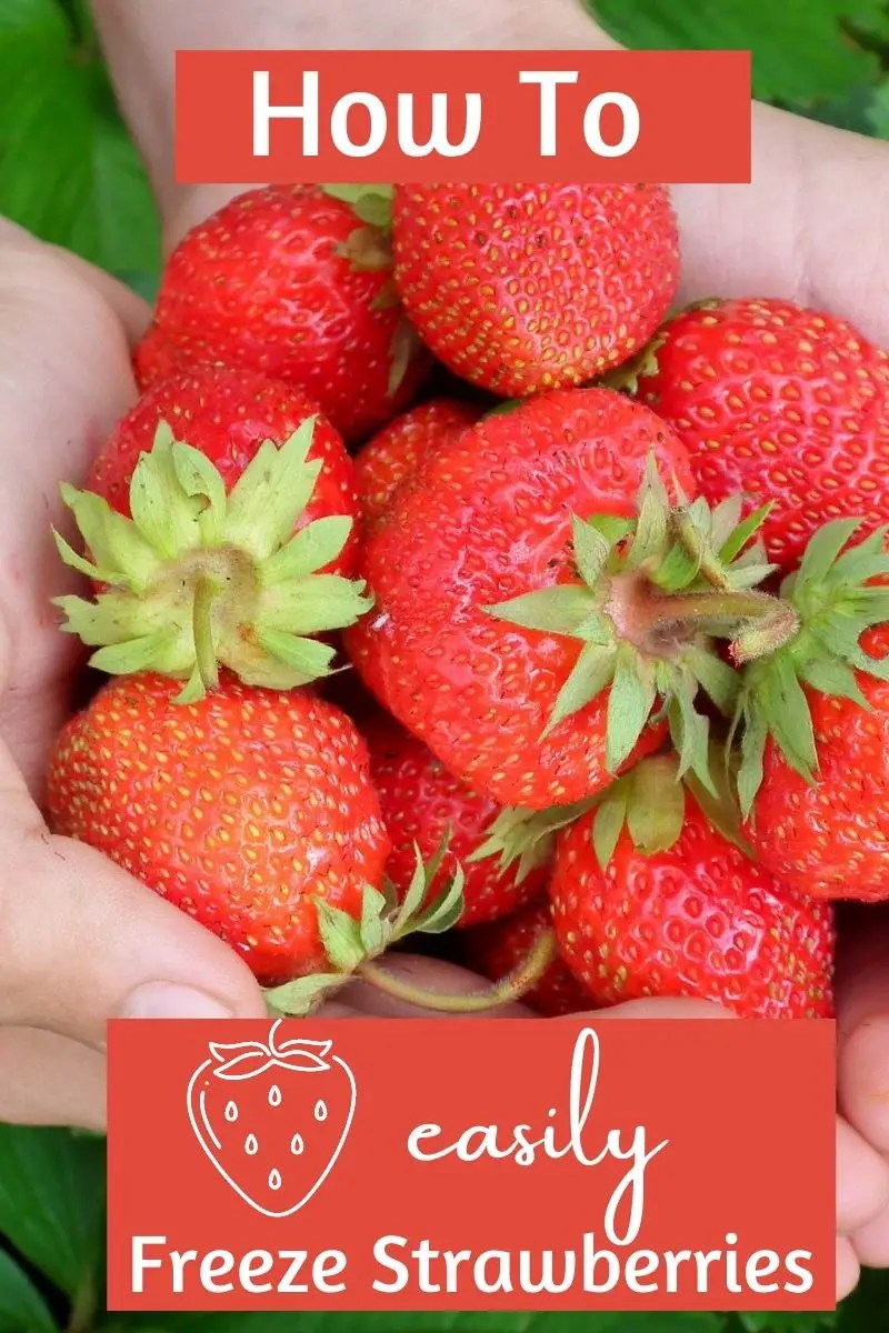 The NoFuss way to freeze strawberries in 4 easy steps.