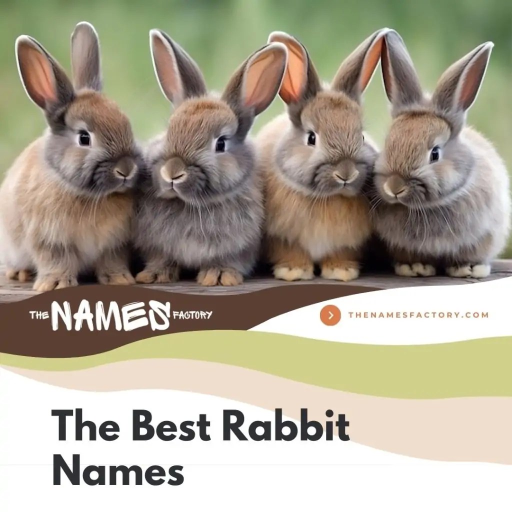 580+ Best Rabbit Names [Categories, Meanings & Colors]
