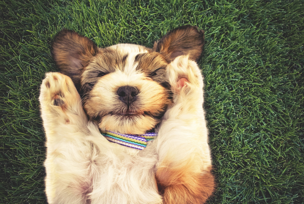 60 Ironic Human Names for Dogs The Naming Nook