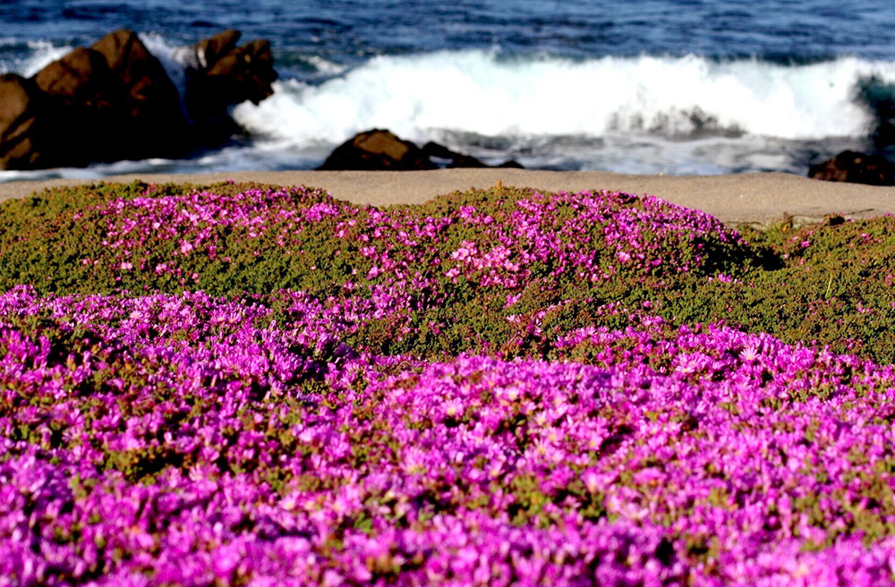 The Magic Carpet on the Pacific Coast (Update 2023) Nation's Vacation