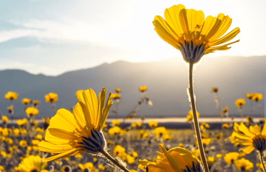Expert Mulch Installation near Cleveland, Ohio