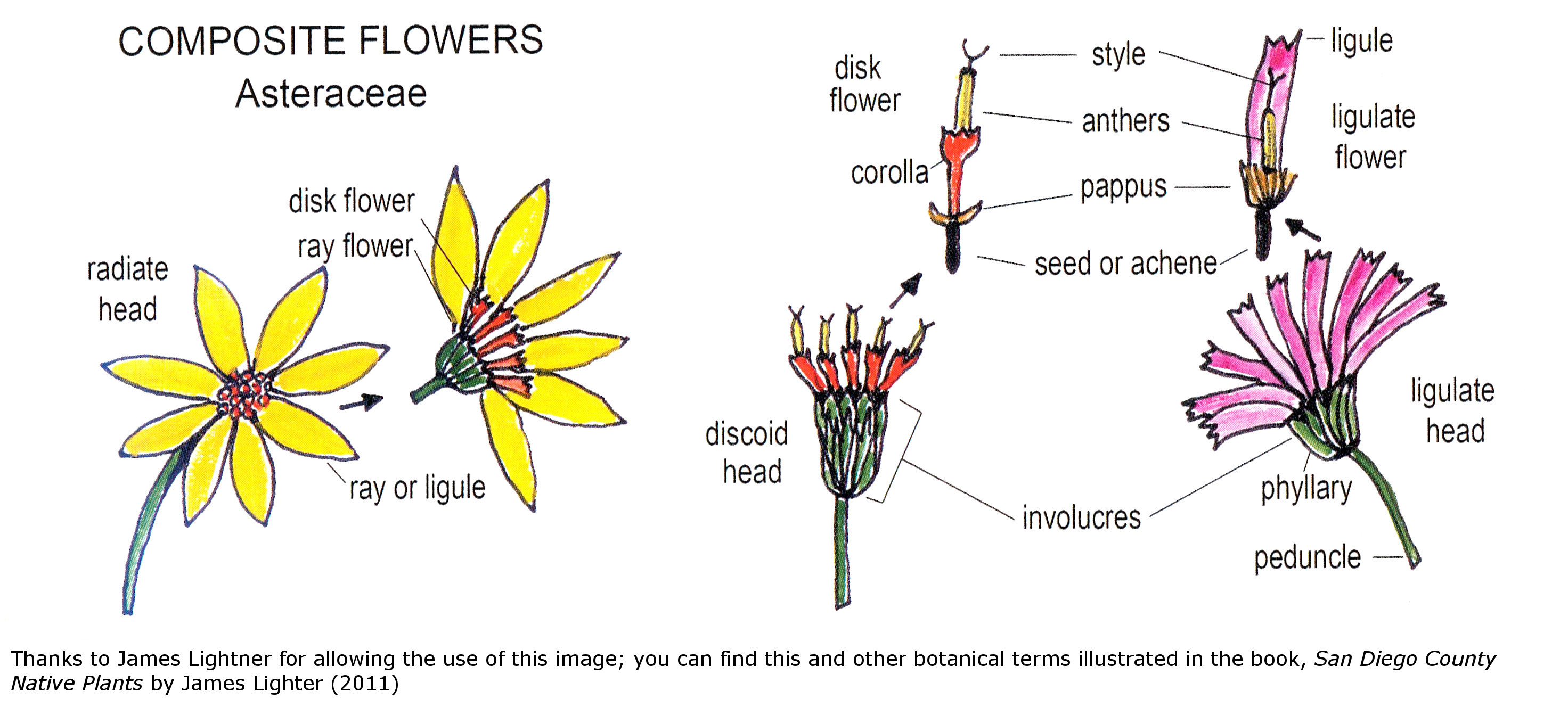 Plant Guide Glossary Nature Collective