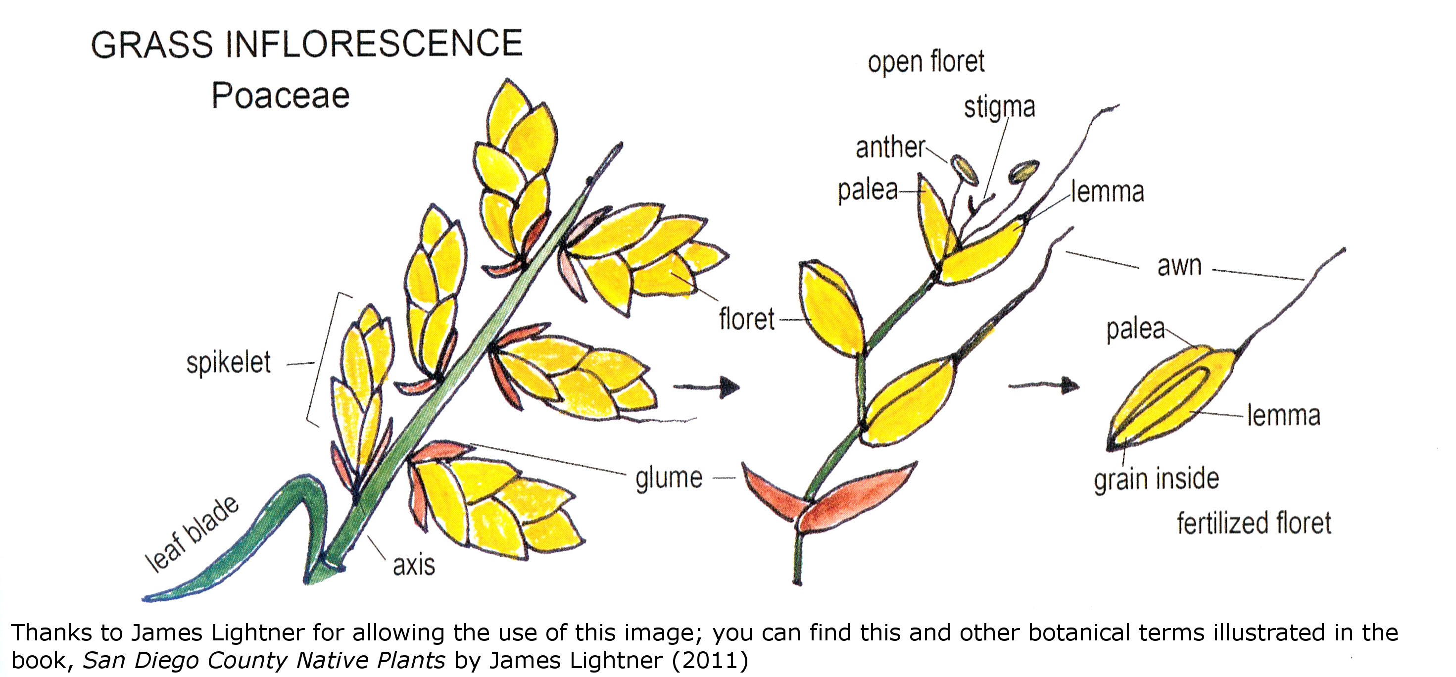 Plant Guide Glossary Nature Collective