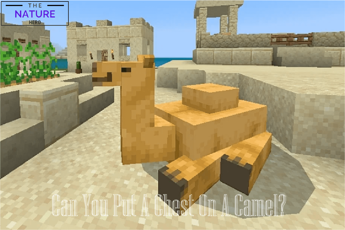 Can You Put Chests On Camels In Minecraft? The Nature Hero