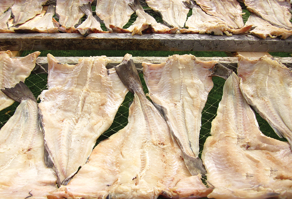 Navigator Magazine Back to the Future Return of the Cod