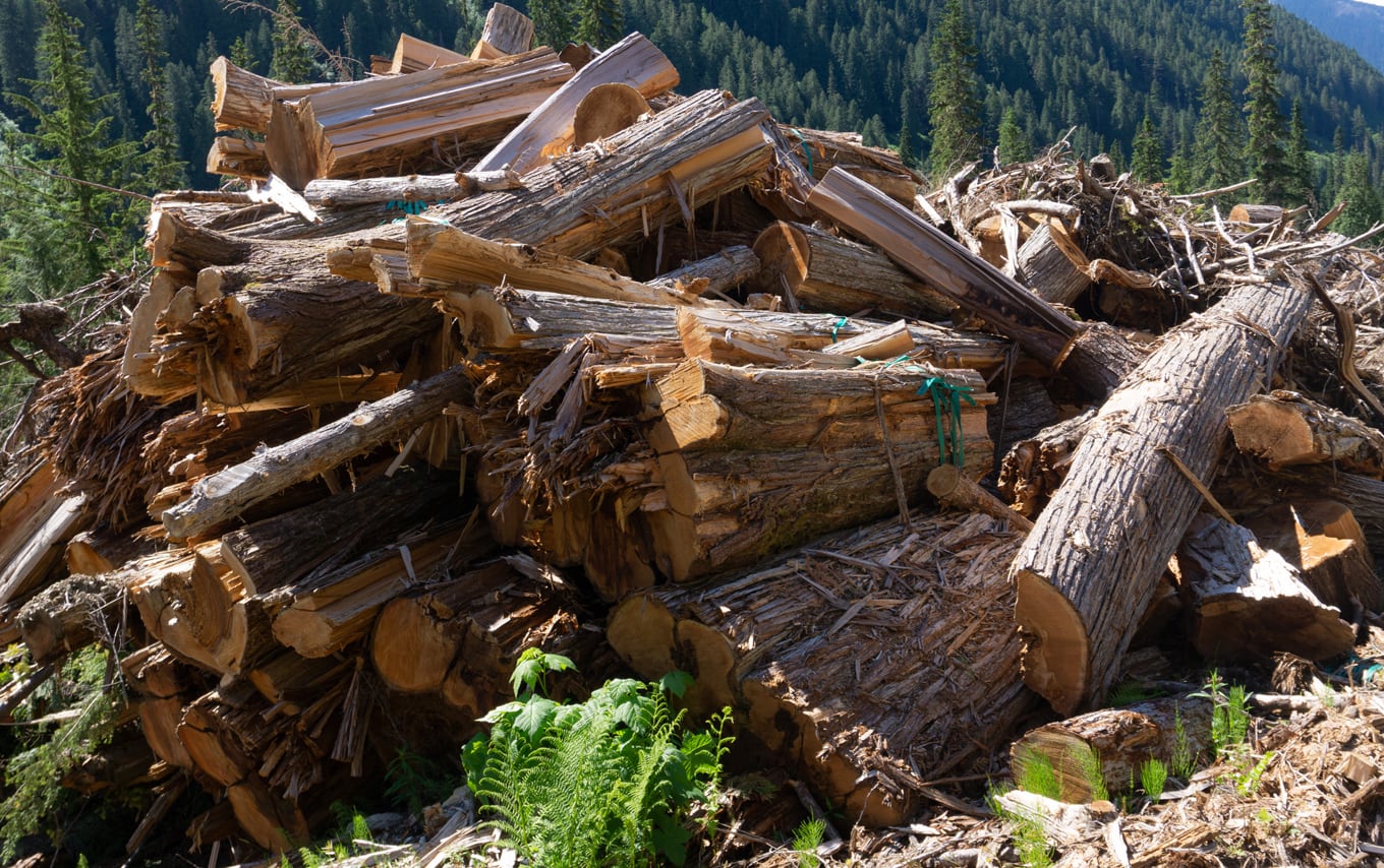 Op/Ed Old growth, forestry jobs in steep decline The Nelson Daily