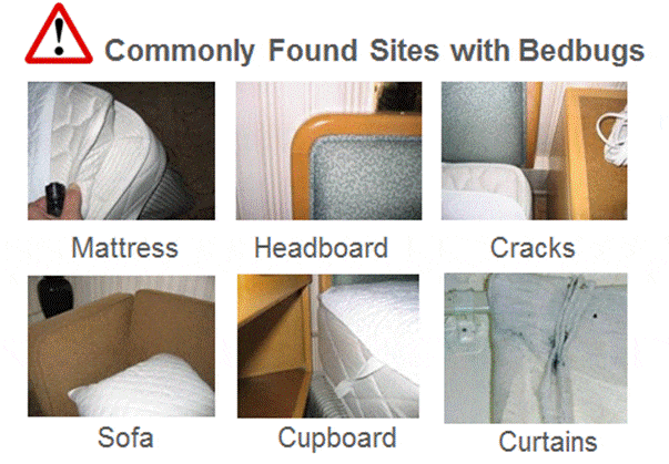 How To Spot Bed Bugs At Home