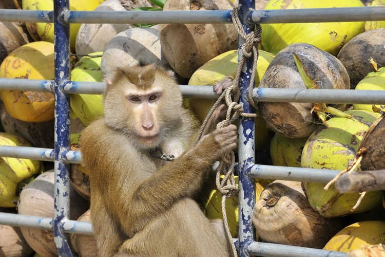 Monkey Business PETA Wants to Make Working Thai Monkeys