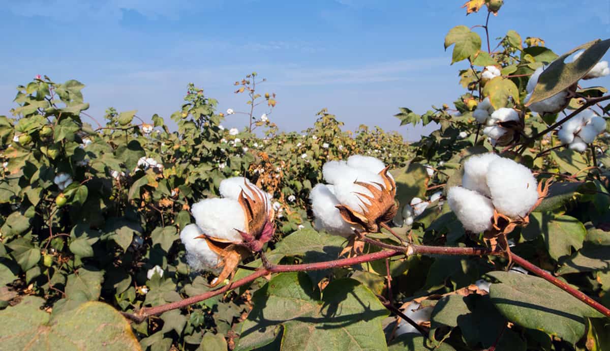 Scientific agriculture practices will drive demand for Indian cotton
