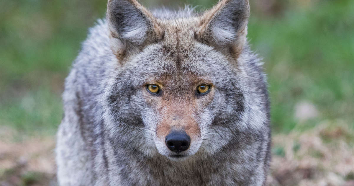 Coyote bites, drags young girl before attacking another toddler minutes