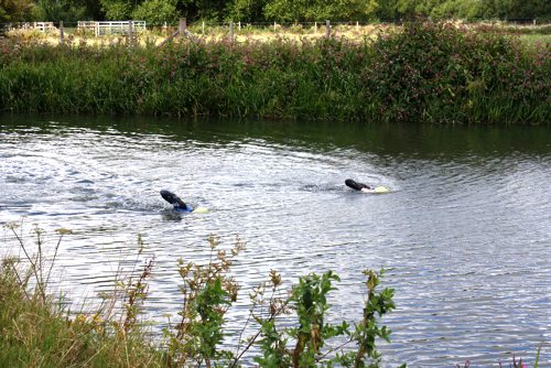 Swimming the Thames The Next Challenge