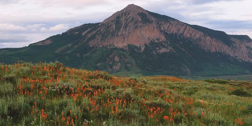 19 Unique Colorado Wildflowers from the Rocky Mountains Visual Guide