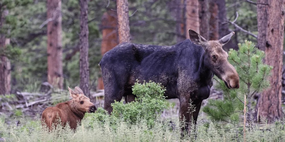 Moose Attack Incident Under Investigation in Coal Creek Canyon The