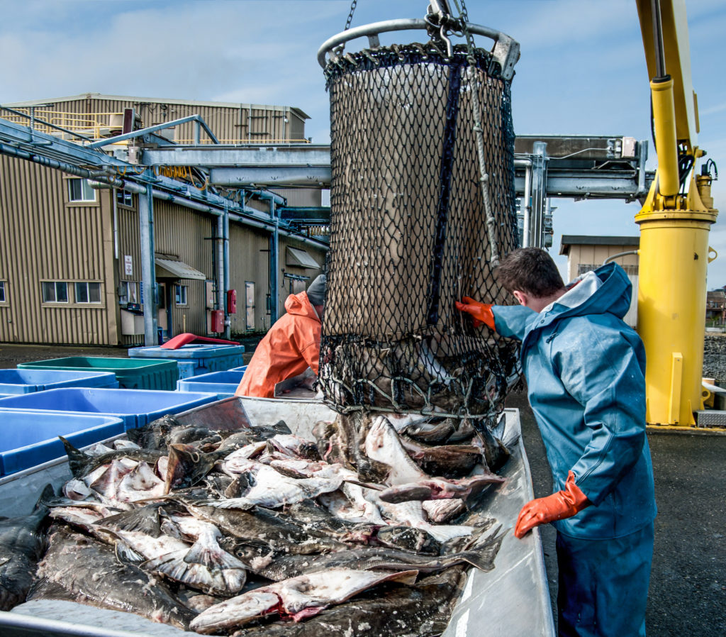 NorthScope Helps Purchase Over 269 Million Pounds of Alaska Seafood