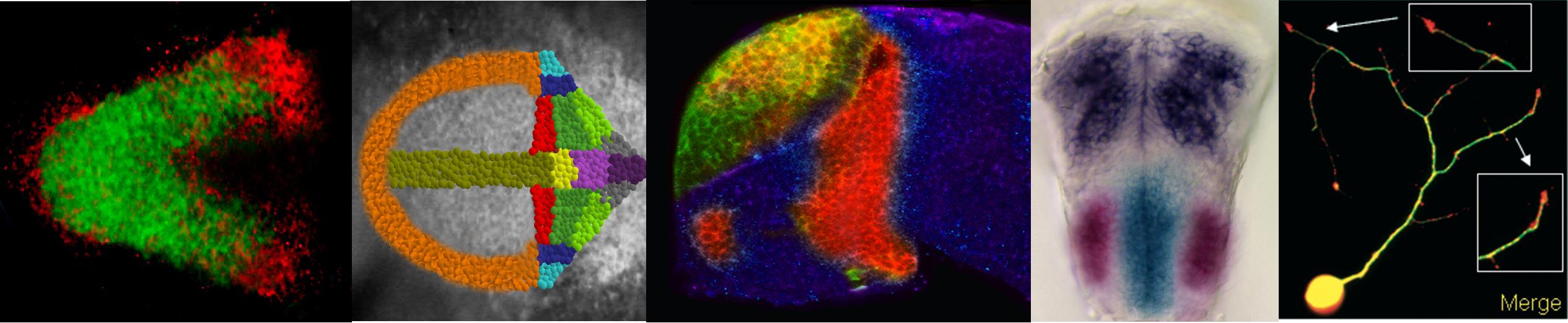 Postdoc positions in developmental neurobiology the Node