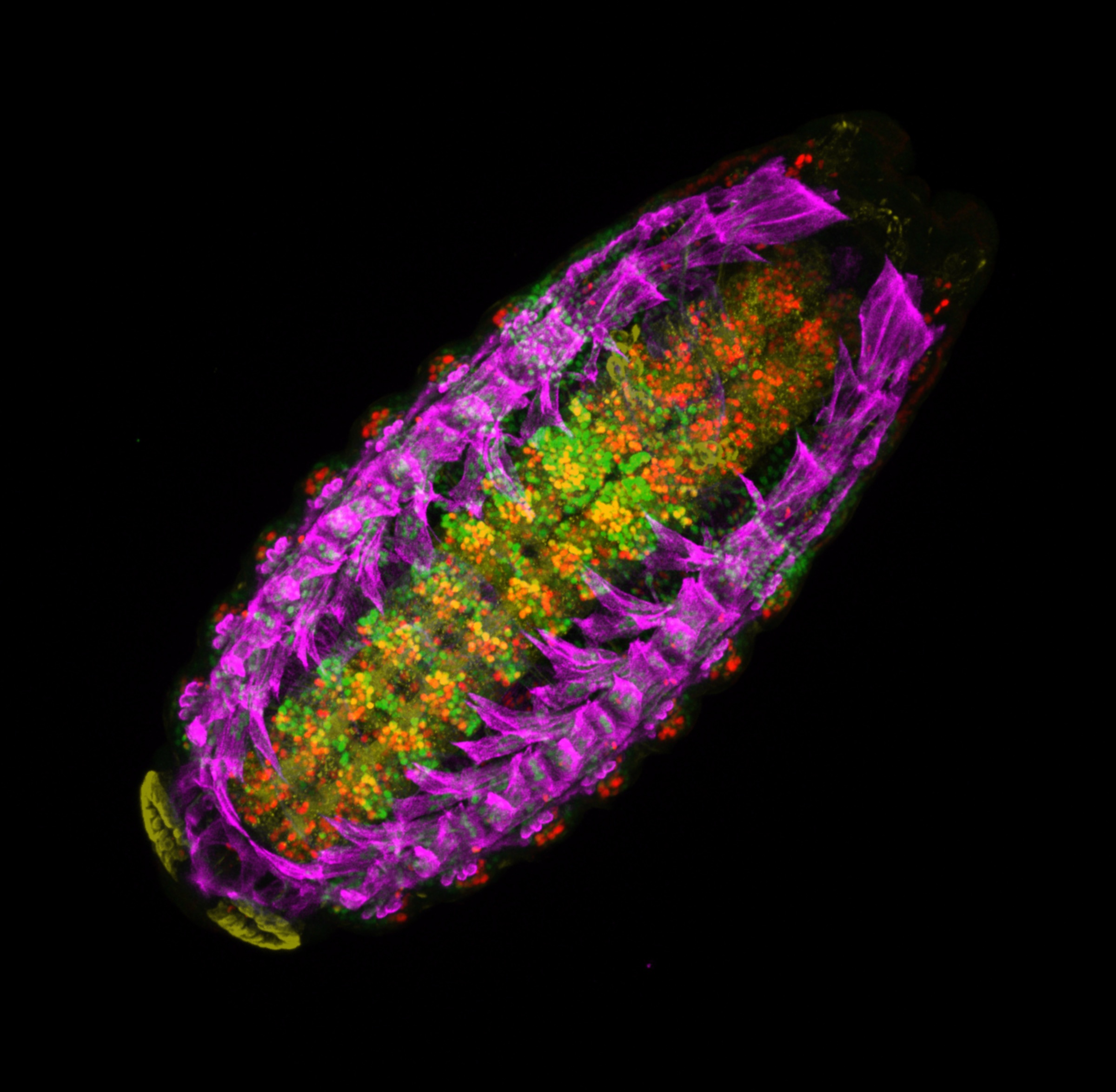 Drosophila Embryo