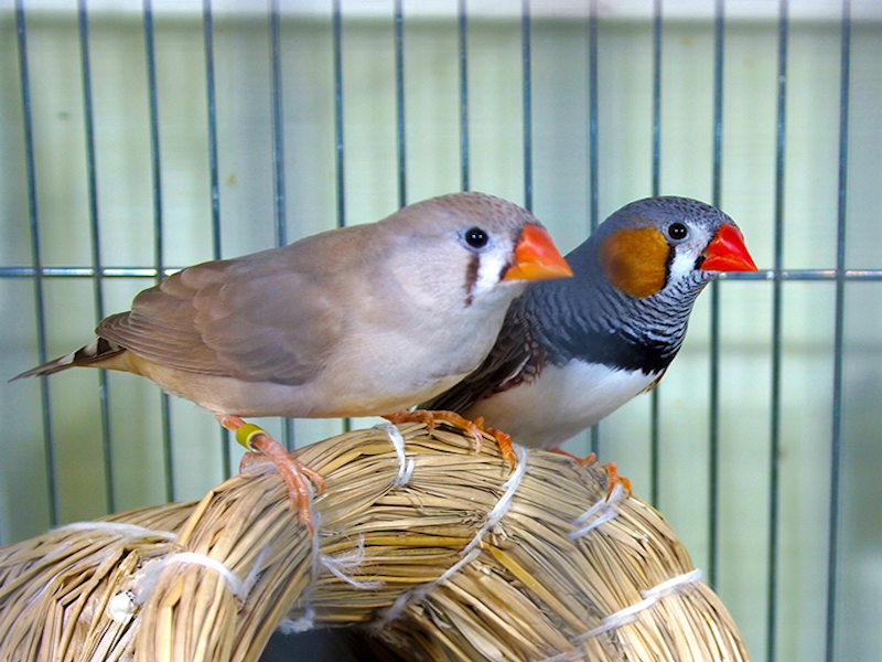 What do songbirds tell us about ES cells? the Node