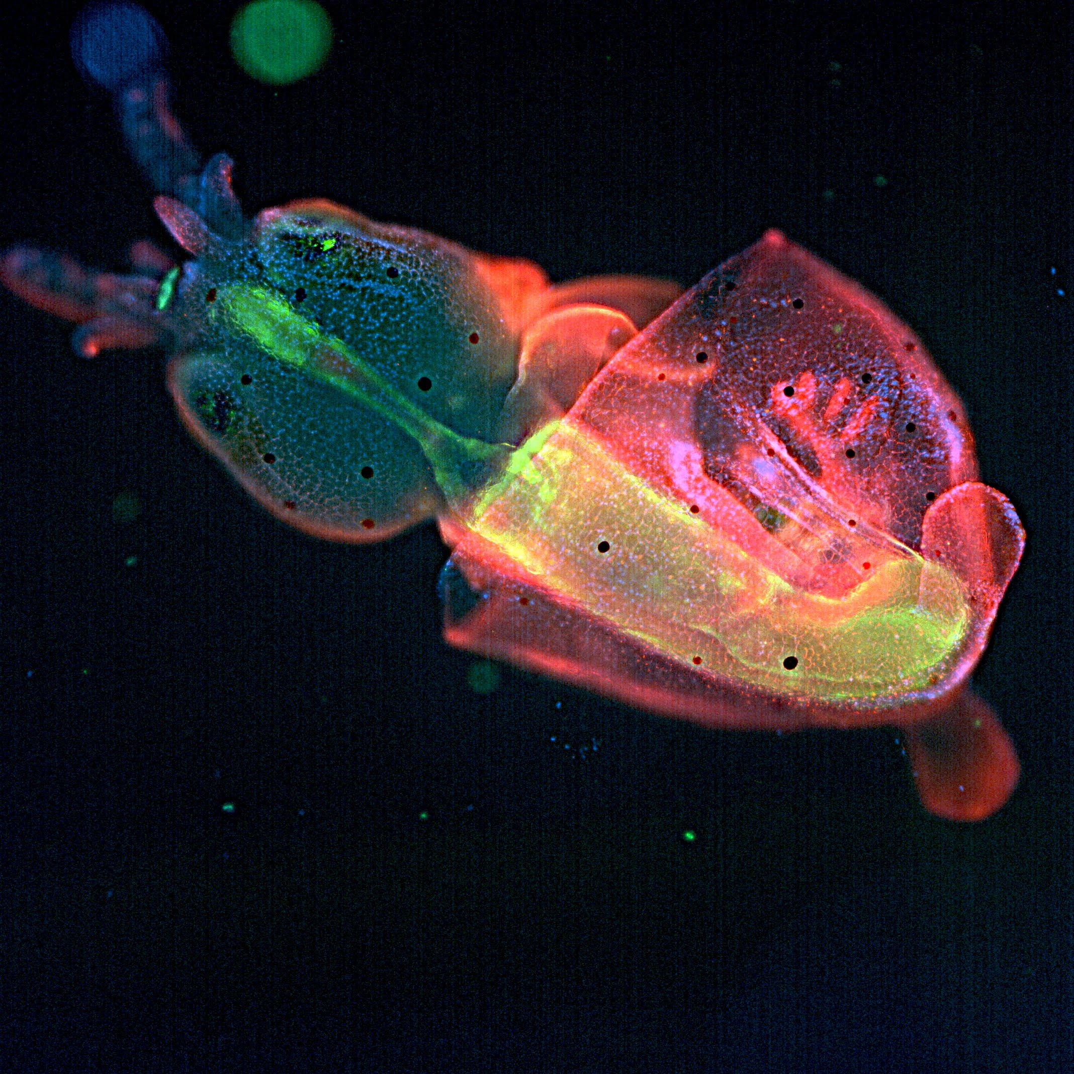 Embryology 2018 A good experience and a good story the Node