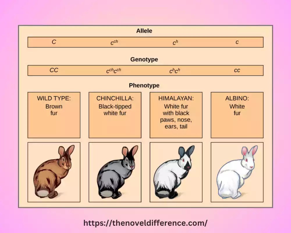 4 Best Difference Between Codominance and Multiple Alleles