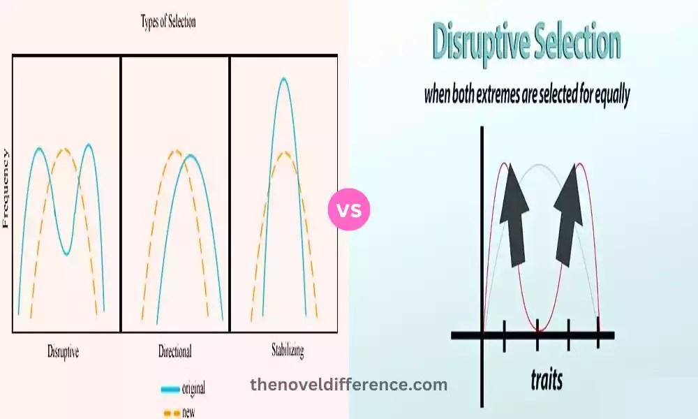Directional and Disruptive SelectionThe best 5 difference