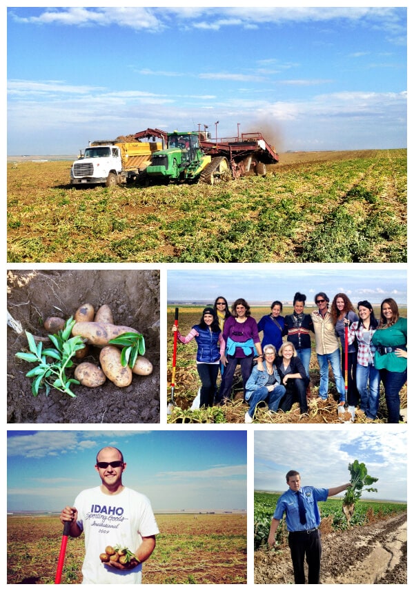 Idaho Potato Harvest The Novice Chef