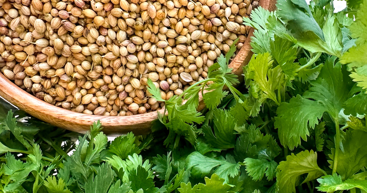 Is Coriander the Same as Cilantro? The Novice Chef