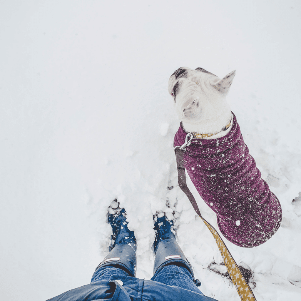 Pet Safety Tips for Edmonton Winters NAIT Nugget