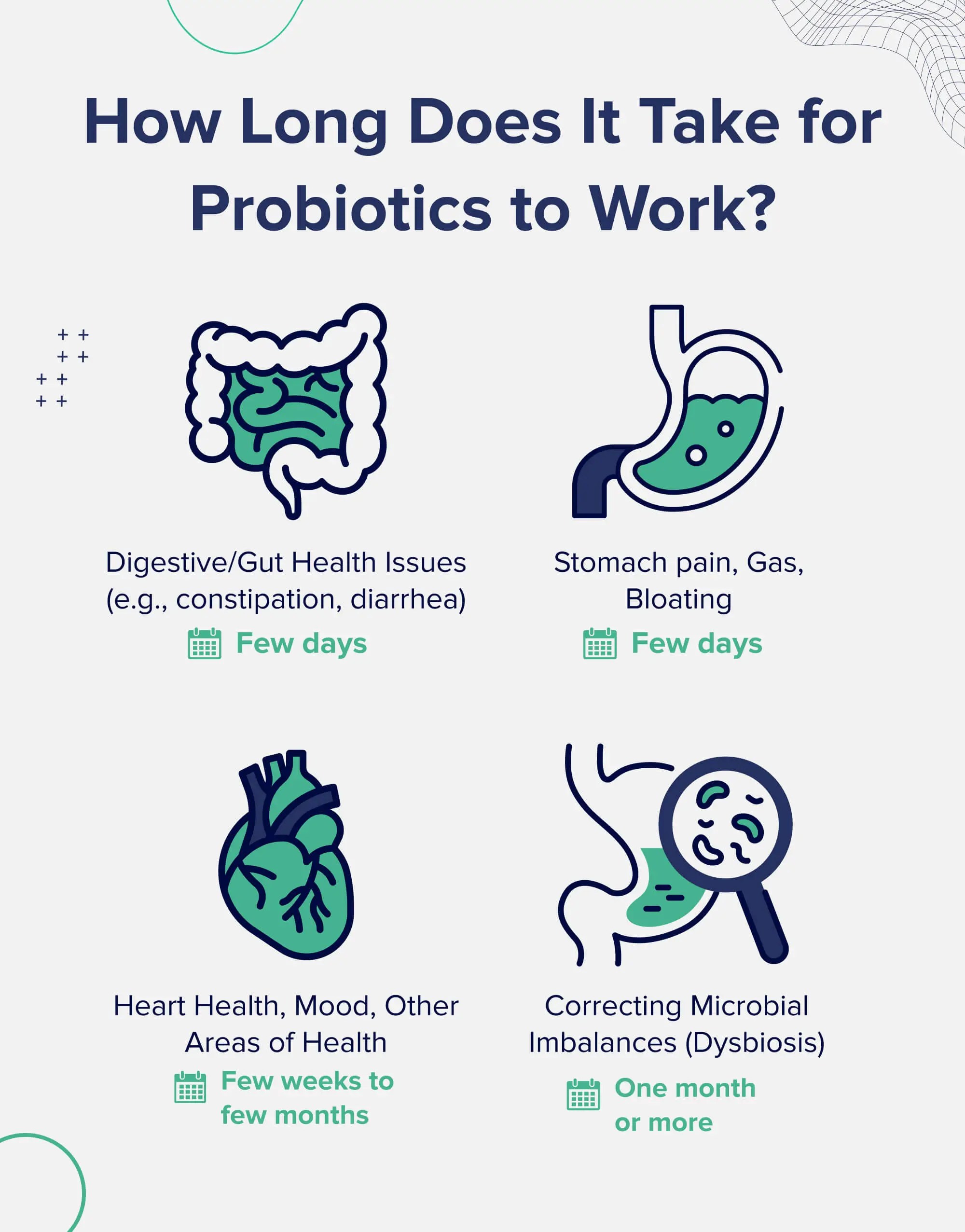 How Long Does It Take for Probiotics to Work? The Nutrition Insider
