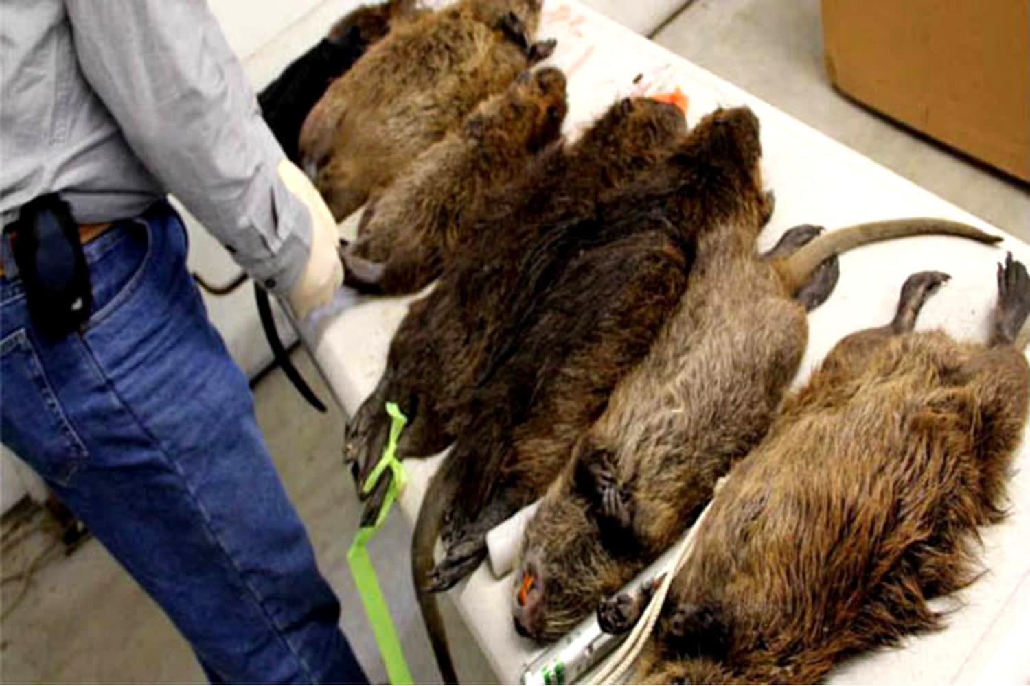 Ratas gigantes y caníbales toman una urbanización en Londres