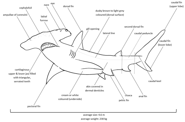 Hammerhead Shark Diagram