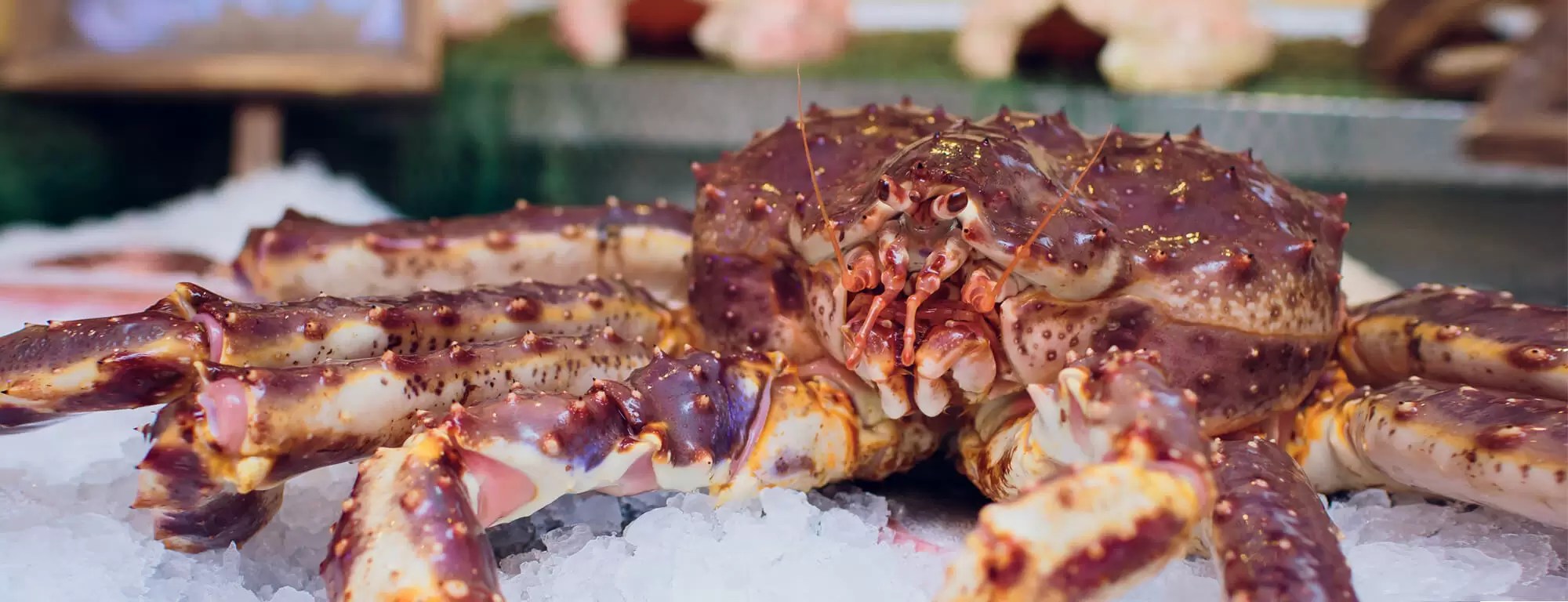 Live Fresh Seafood Singapore Delivery Live Seafood Supplier Singapore