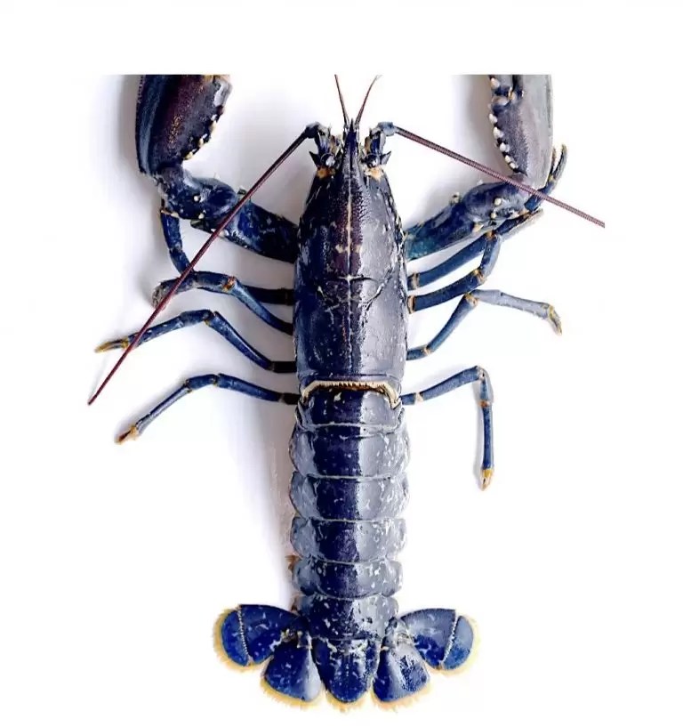 Buy Live Blue Lobster Online Delivery Singapore Buy Blue Lobster