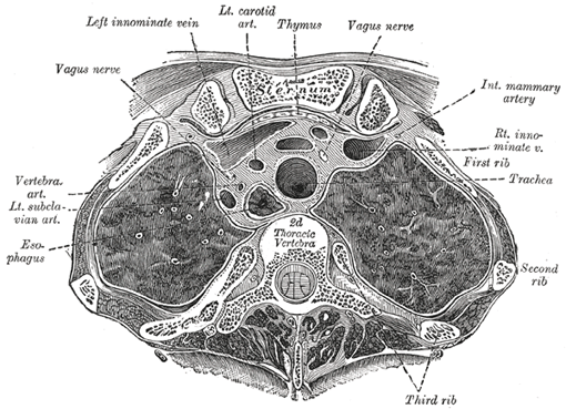 The Mediastinum - Human Anatomy