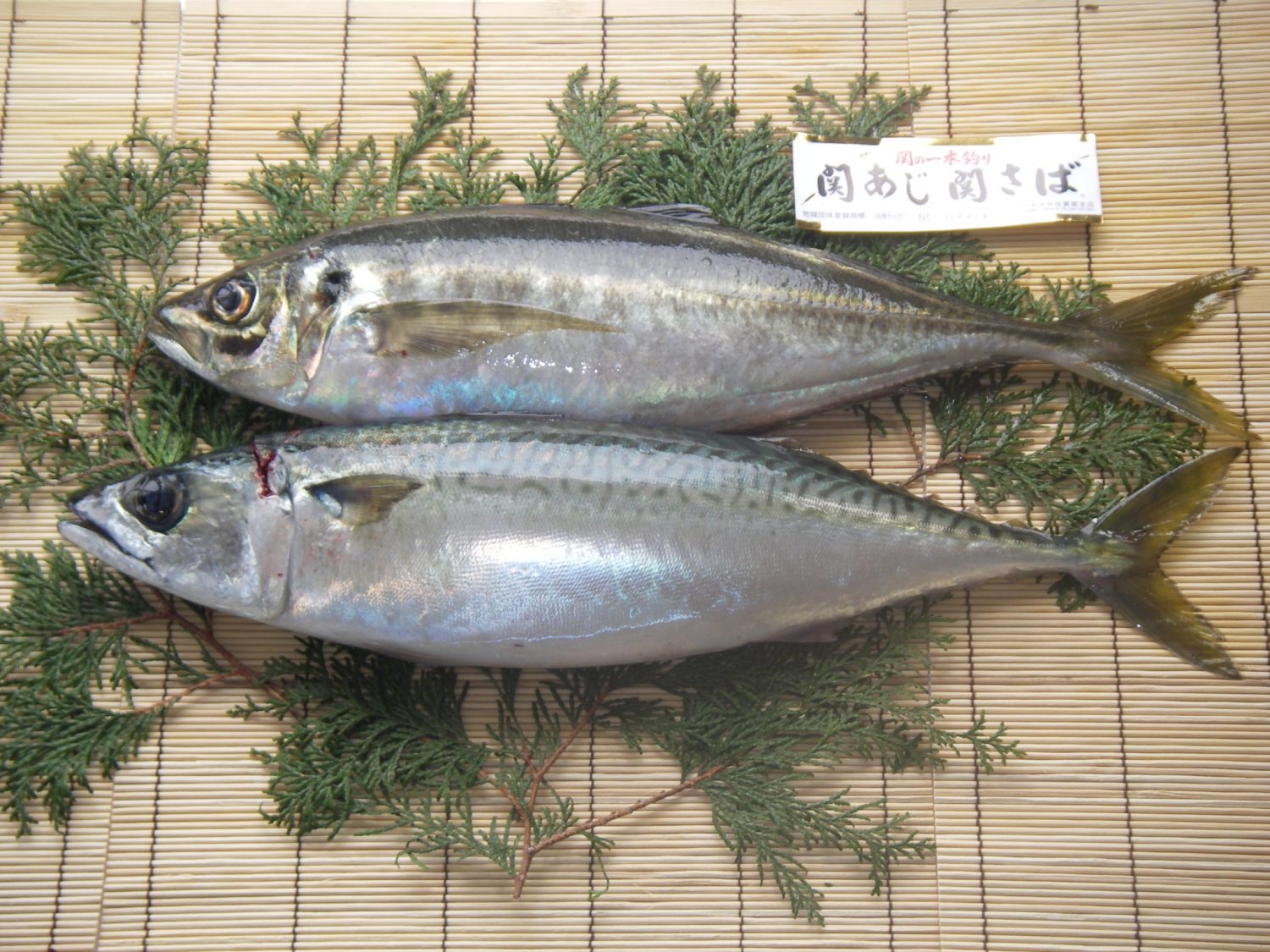 おおいたの産品「関あじ・関さば 」のご紹介｜The・おおいた