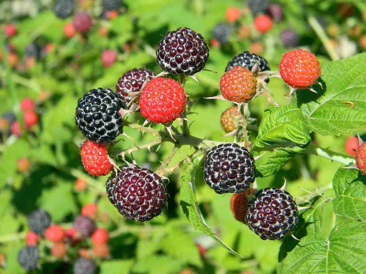 Raspberry Types How to pick the perfect plant The Old Walsh Farm