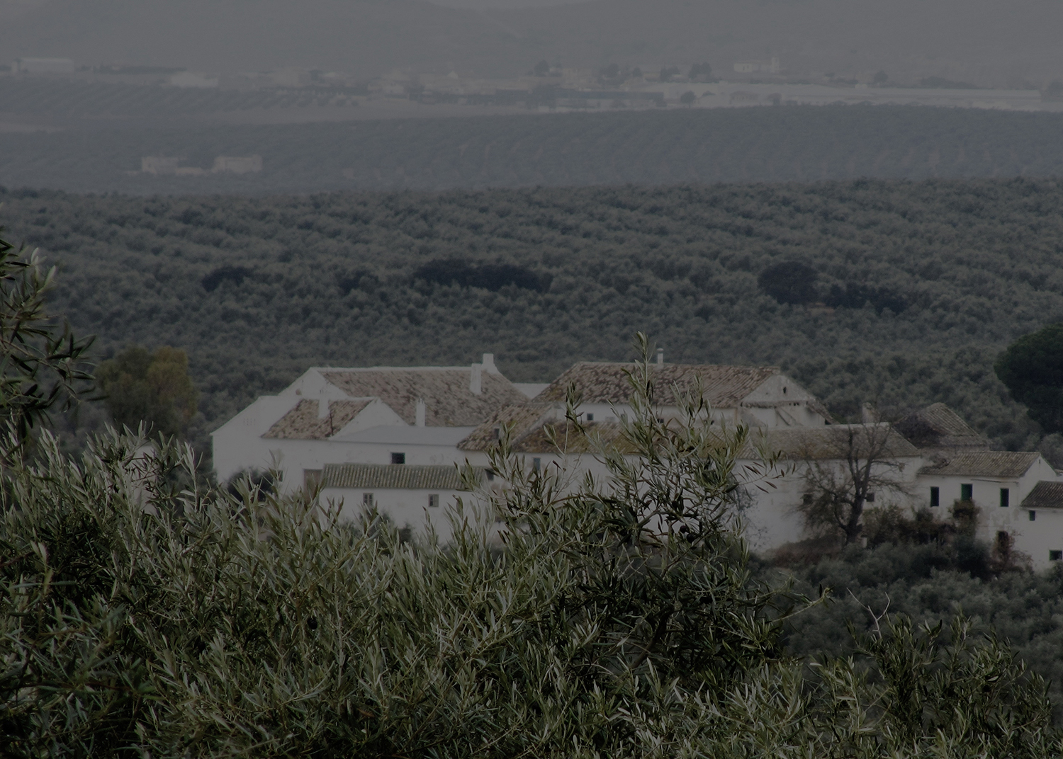 The Olive Experience Olive Oil & Balsamic Vinegar Tasting Bar in Guelph